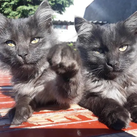 U Machalů Prázdninový dům Leskovec Nad Moravici